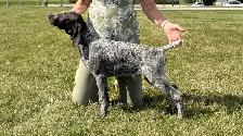 CKC German Shorthaired Pointers - Photo 2