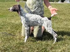 CKC German Shorthaired Pointers - Photo 3