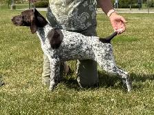 CKC German Shorthaired Pointers - Photo 4