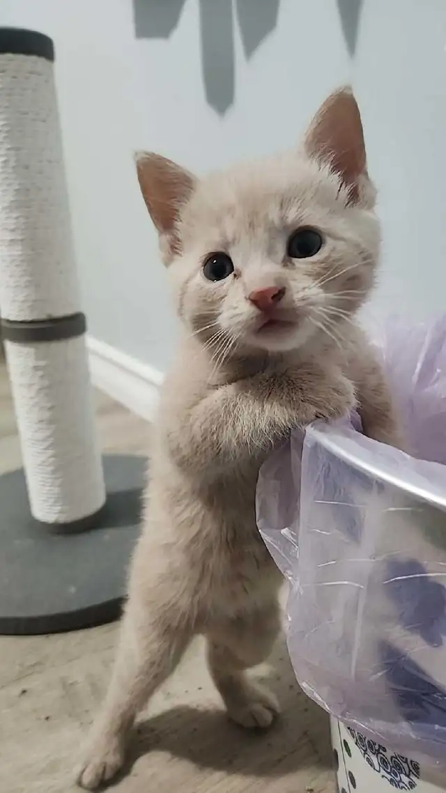 Kittens ready to go home