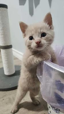 Kittens ready to go home