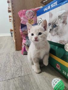 Kittens ready to go home - Photo 2