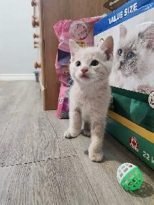 Kittens ready to go home - Photo 3