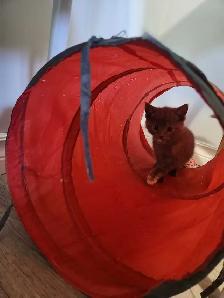 Kittens ready to go home - Photo 4