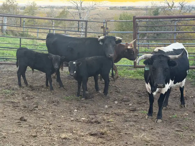 Corriente calves