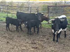 Corriente calves