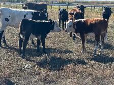 Corriente calves - Photo 2
