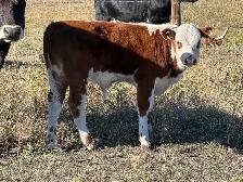 Corriente calves - Photo 3