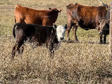 Corriente calves - Photo 4