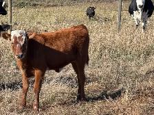Corriente calves - Photo 5