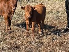 Corriente calves - Photo 6