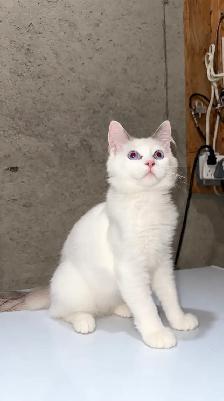 Ragdoll Kitten