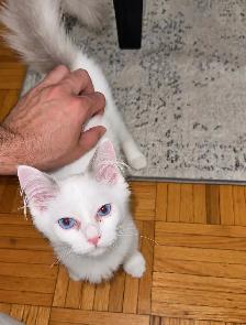 Ragdoll Kitten - Photo 2