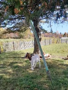 Jeune bouc croisé Boer 5 mois , reproducteur en devenir.