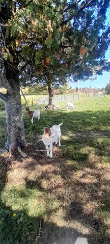 Jeune bouc croisé Boer 5 mois , reproducteur en devenir. - Photo 2