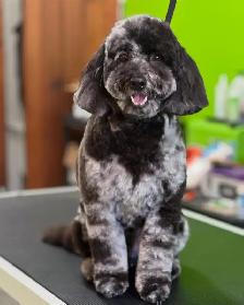 Dog and Cat grooming appts in Innisfail AB - Photo 3