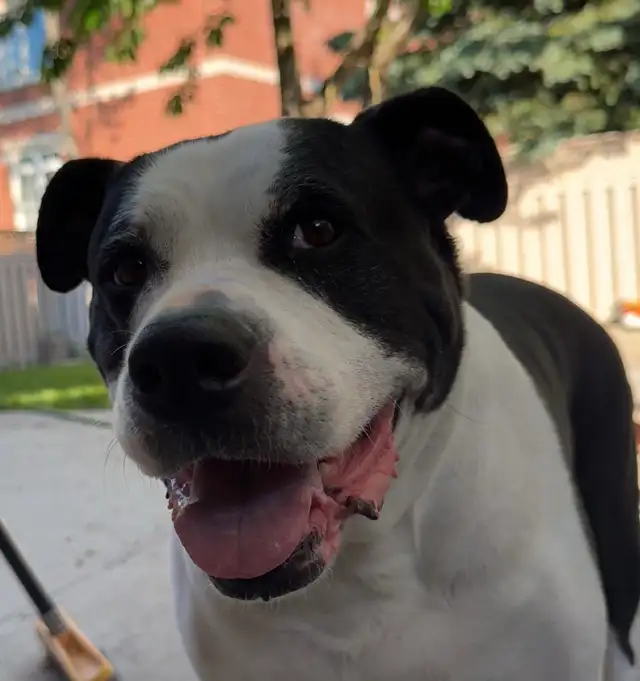 DOGGY WALKER & CARE SERVICES