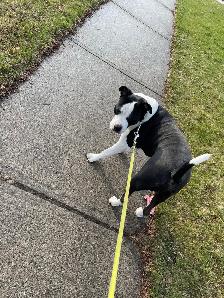 DOGGY WALKER & CARE SERVICES - Photo 4