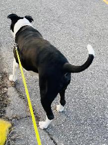 DOGGY WALKER & CARE SERVICES - Photo 5