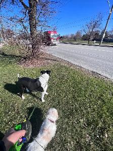 DOGGY WALKER & CARE SERVICES - Photo 6