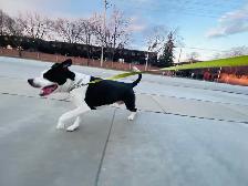 DOGGY WALKER & CARE SERVICES - Photo 7