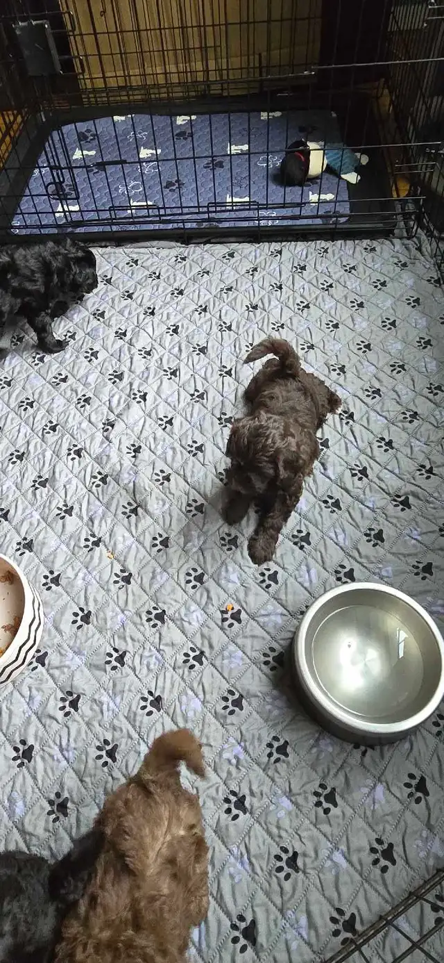 Gorgeous Miniature Poodle puppies