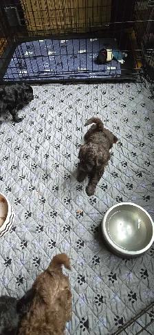 Gorgeous Miniature Poodle puppies