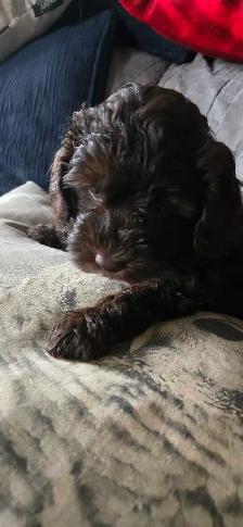 Gorgeous Miniature Poodle puppies - Photo 2