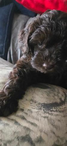 Gorgeous Miniature Poodle puppies - Photo 3
