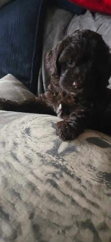 Gorgeous Miniature Poodle puppies - Photo 4
