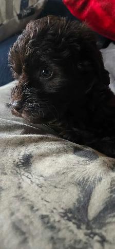 Gorgeous Miniature Poodle puppies - Photo 5