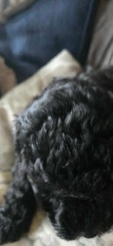Gorgeous Miniature Poodle puppies - Photo 6