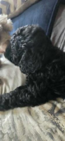 Gorgeous Miniature Poodle puppies - Photo 7