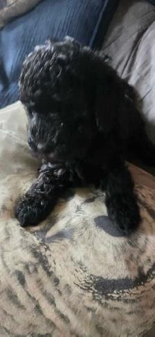 Gorgeous Miniature Poodle puppies - Photo 8