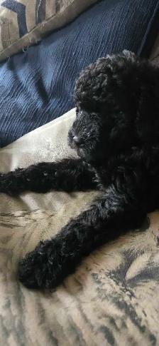 Gorgeous Miniature Poodle puppies - Photo 9
