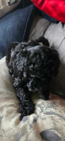 Gorgeous Miniature Poodle puppies - Photo 10