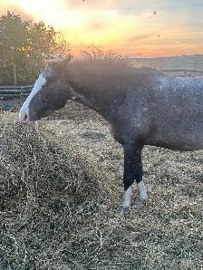 Mare - Green Broke - Photo 2