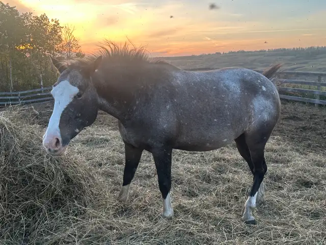 Mare - Green Broke