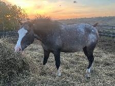 Mare - Green Broke