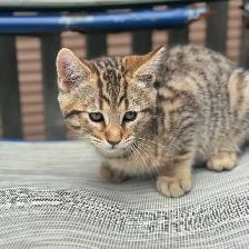 Toyger kitten Maximus