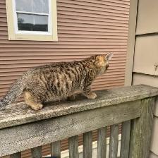 Toyger kitten Maximus - Photo 2