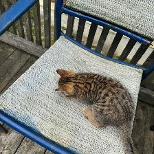 Toyger kitten Maximus - Photo 3