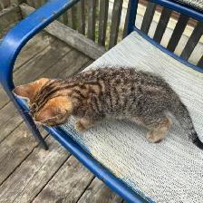 Toyger kitten Maximus - Photo 4