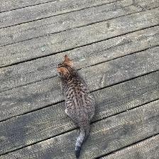 Toyger kitten Maximus - Photo 5