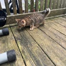 Toyger kitten Maximus - Photo 6