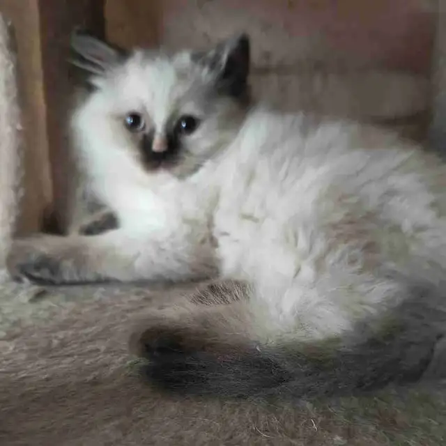 chaton  à vendre