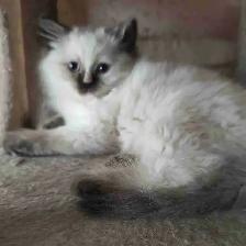 chaton  à vendre