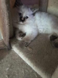 chaton  à vendre - Photo 2