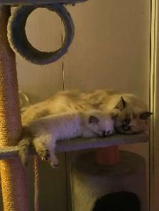 chaton  à vendre - Photo 3