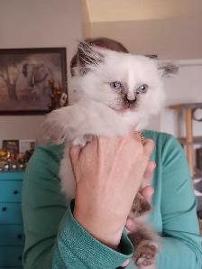 chaton  à vendre - Photo 4